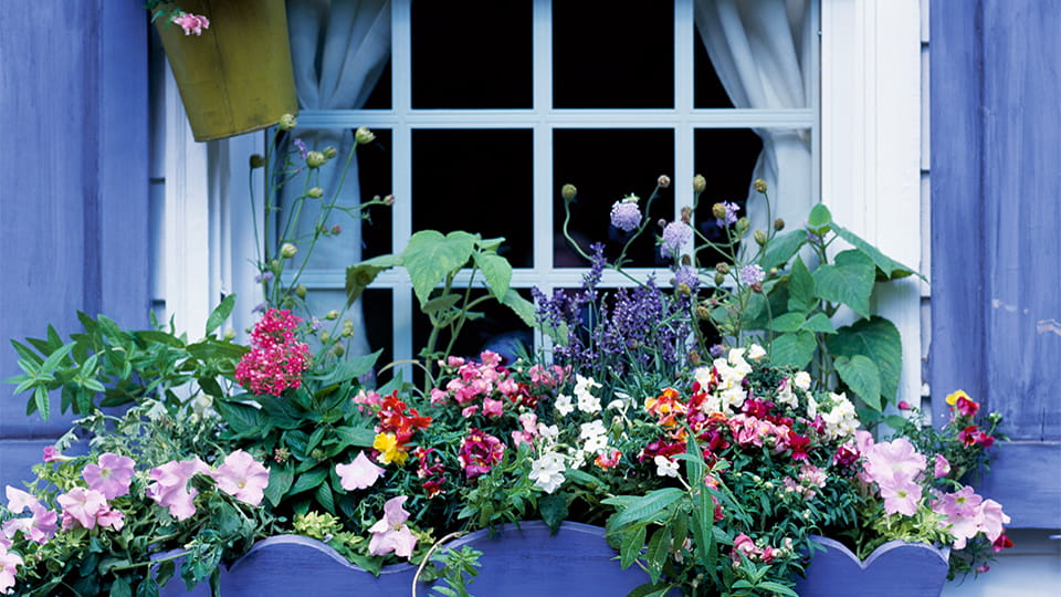 Fenster mit Blumen